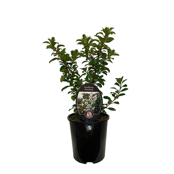 Escallonia Snowbud - 1.9L