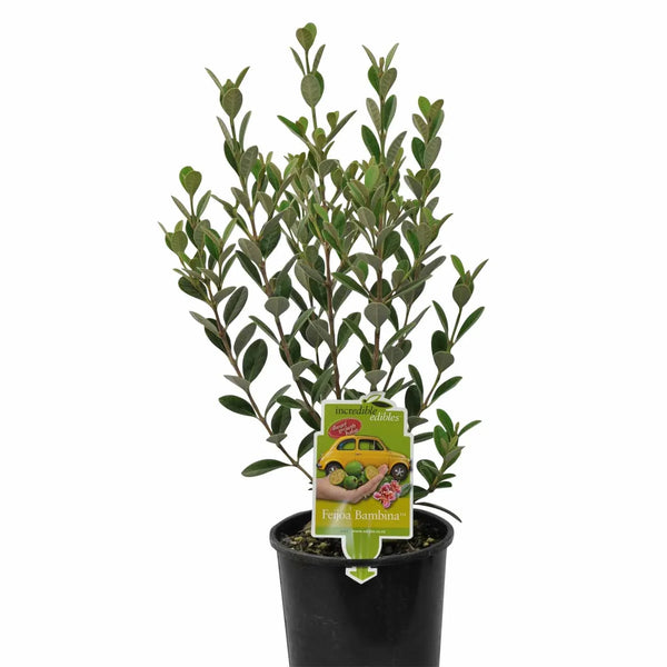 Feijoa Bambina - 1.9L