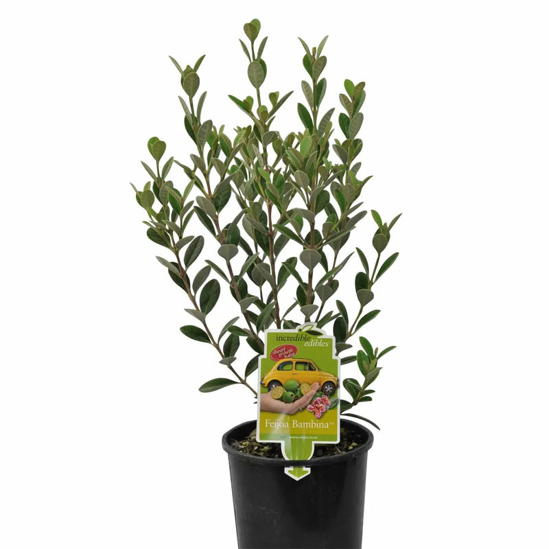 Feijoa Bambina - 1.9L