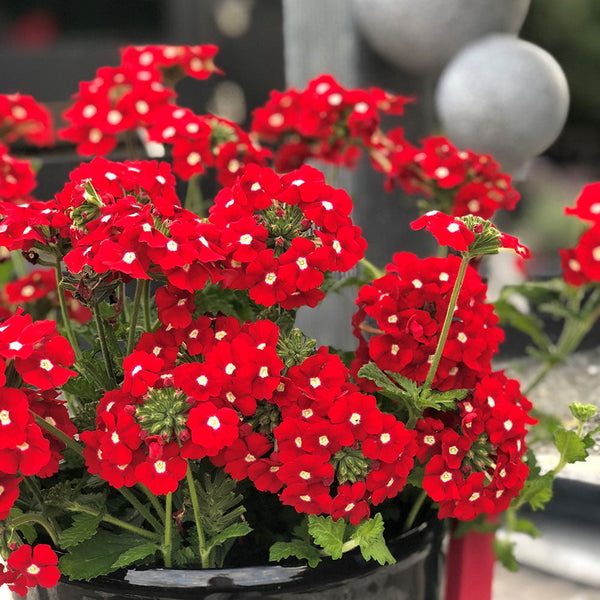 Verbena Gala Beauty Red - 1.5L