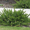 Grevillea Mt Tamboritha - 3.5L