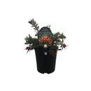 Grevillea Red Clusters - 1.9L