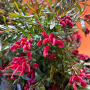 Grevillea Red Clusters - 1.9L
