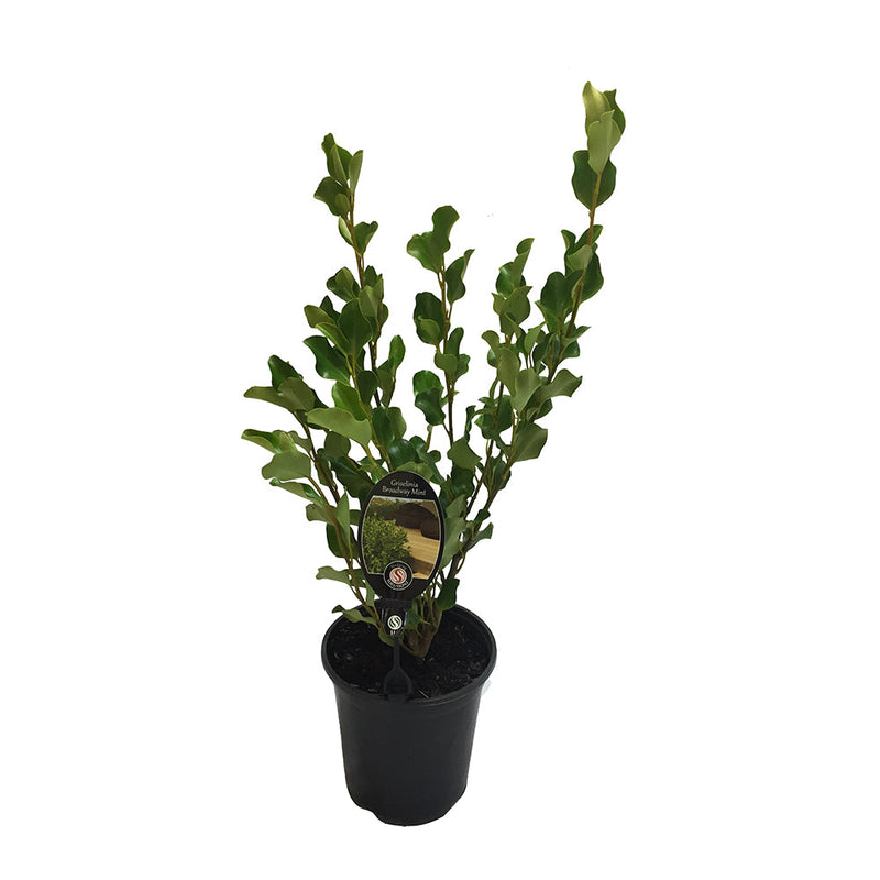 Griselinia Broadway Mint - 3.5L