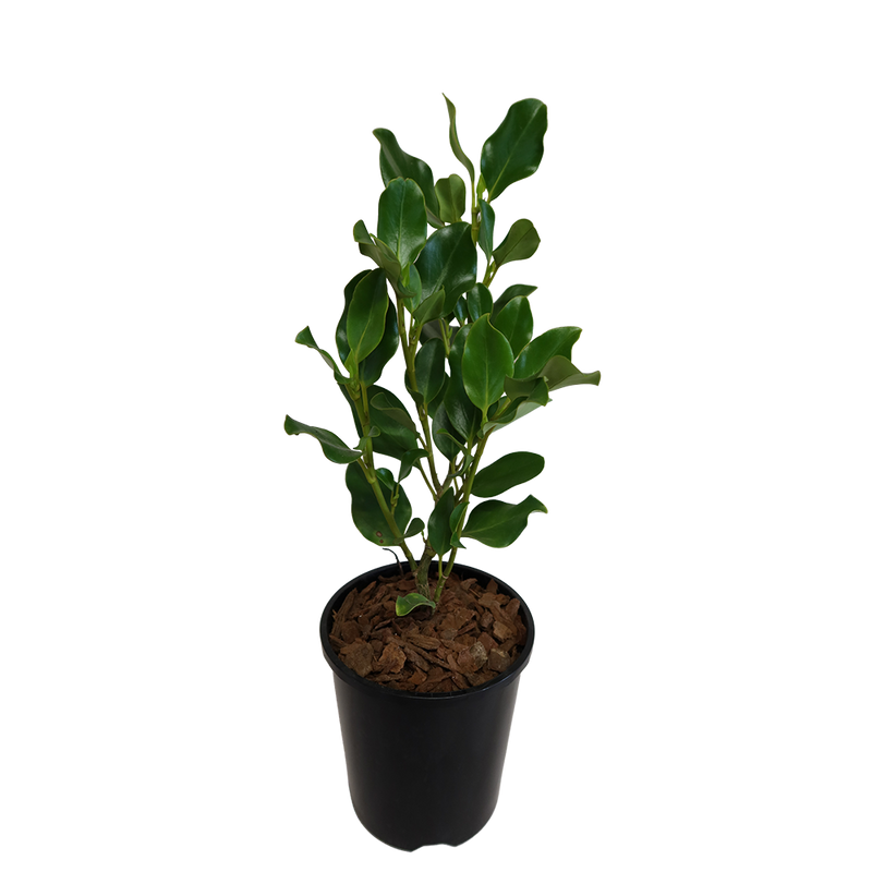 Griselinia Broadway Mint - 2.4L