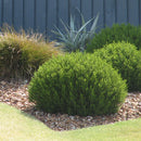 Hebe Emerald Gem - 3.5L