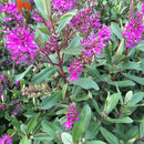 Hebe Wiri Charm - 3.5L