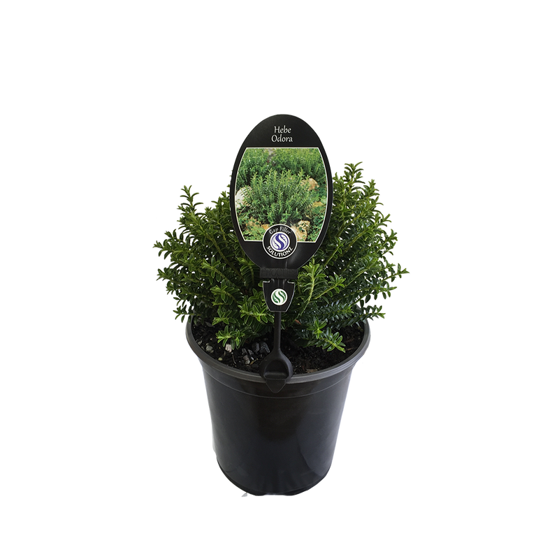 Hebe Odora - 3.5L
