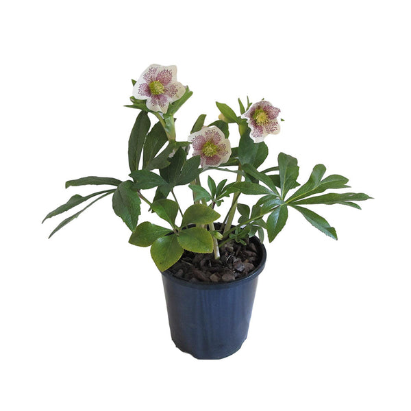 Helleborus Conny - 2.4L