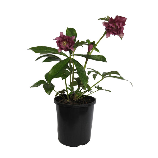 Helleborus Elly - 2.4L