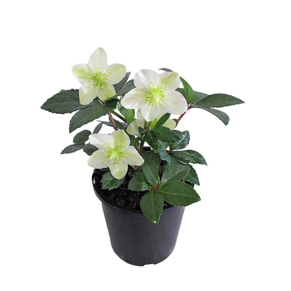 Hellebore Ice Breaker 2.4 L