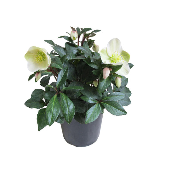 Helleborus Marlon - 2.4L