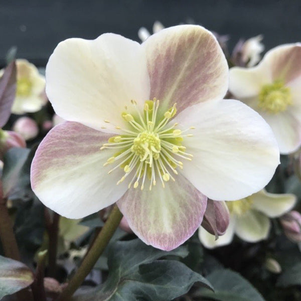 Hellebore Camelot - 2.4L