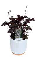 Heuchera Dark Secret Pvr - 2.4L