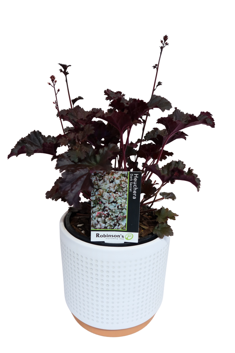 Heuchera Dark Secret Pvr - 2.4L