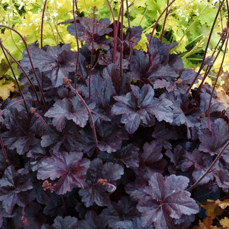 Heuchera Grande Black - 1.5L