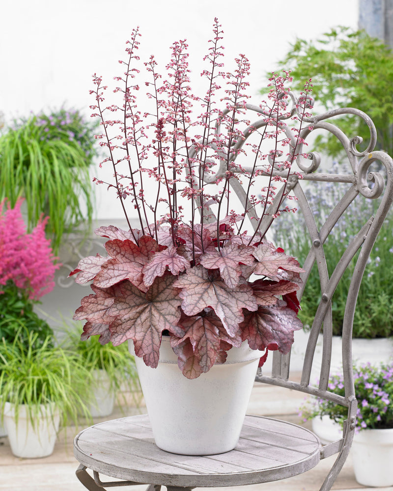 Heuchera Plum Power - 2.4L