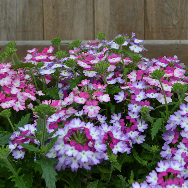 Verbena Hurricane Purple Blue - 1.5L