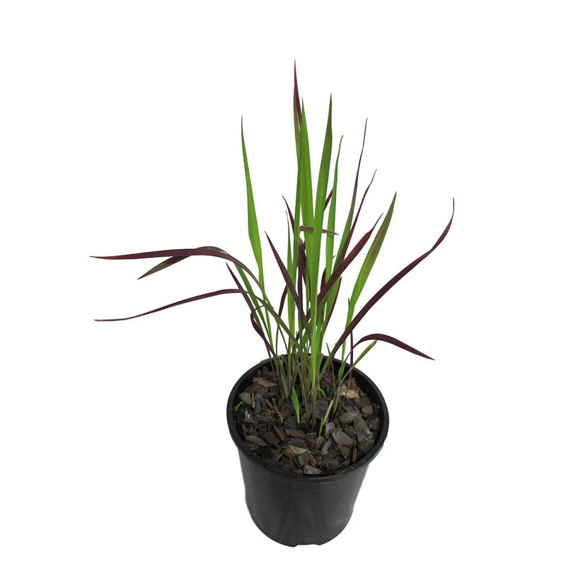 Imperata Cylindrica Rubra - 1.9L