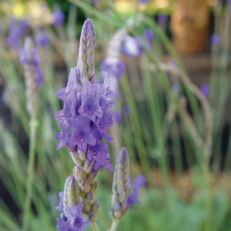 Lavender Sidonie Lavendula Pinnata - 2L