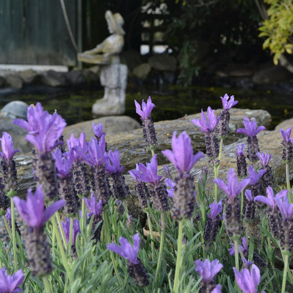 Lavender Bee Brilliant - 3.5L