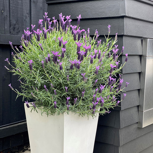 lavender plants for sale nz Lavender Major
