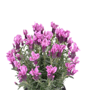 Lavender Love Heart - 1.9L