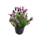 Lavender Love Heart - 1.9L