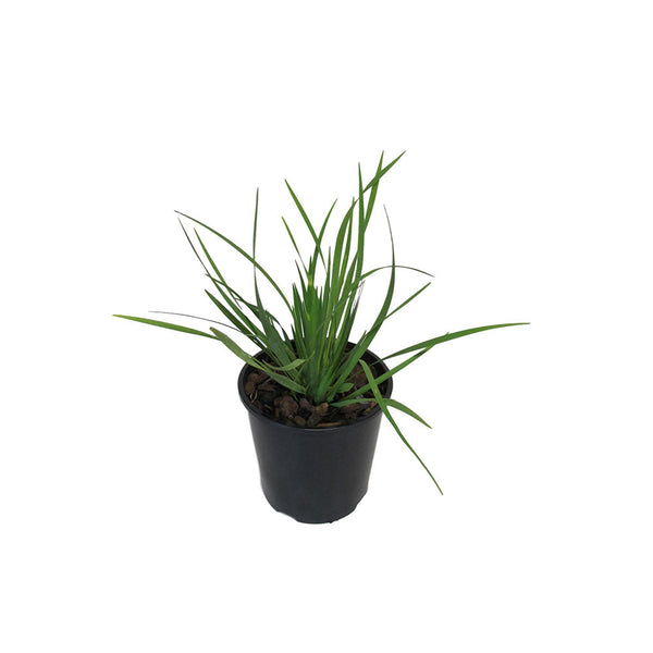 Libertia GrandIflora - 1.9L