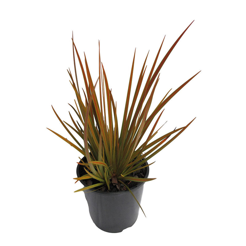 Libertia Peregrinans - 1.9L