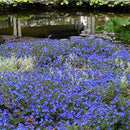 Lithospermum Grace Ward - 3.5L