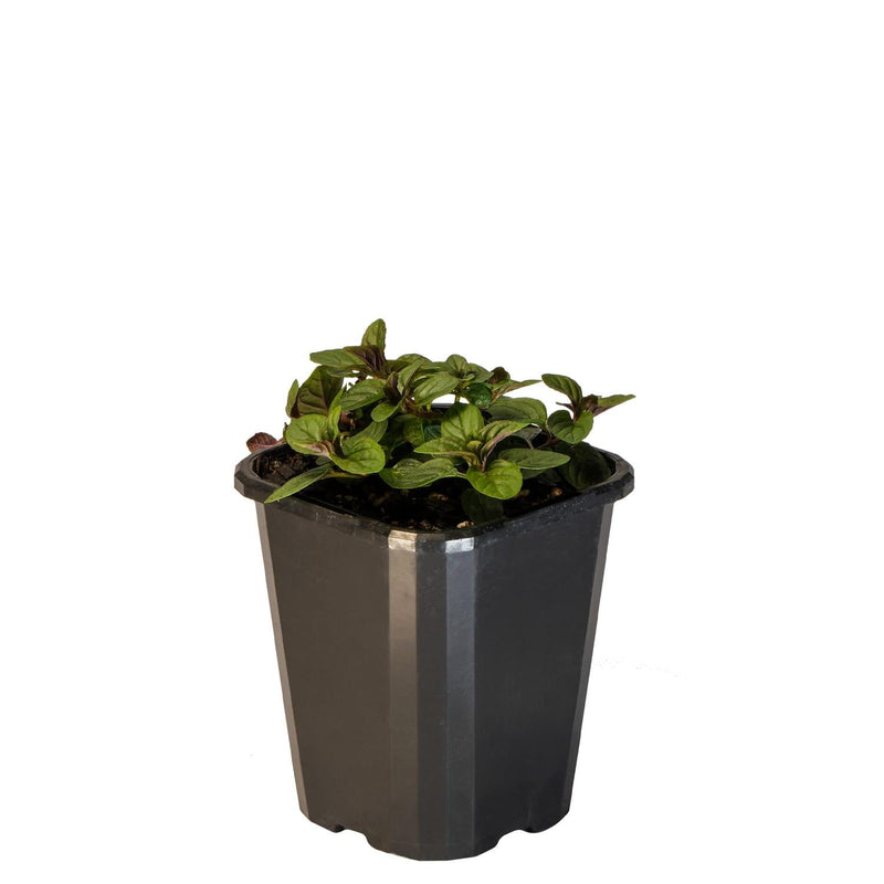 Rectangular Peppermint Peppermint - 10CM