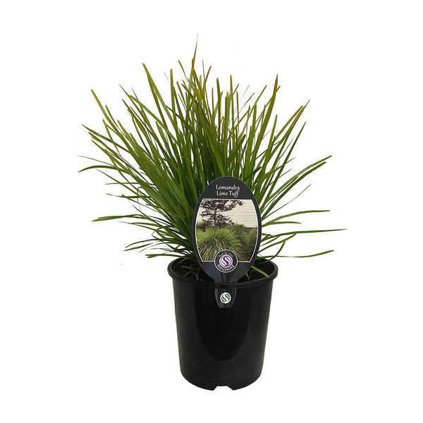 Lomandra Lime Tuff - 1.9L