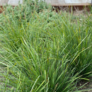 Lomandra Lime Tuff - 1.9L