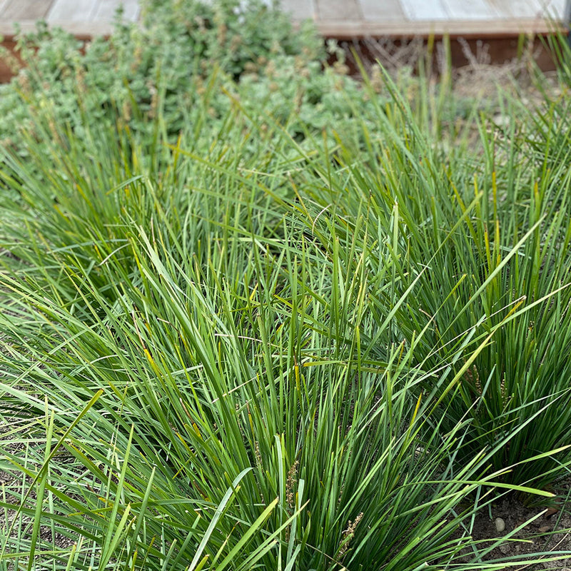 Lomandra Lime Tuff - 1.9L