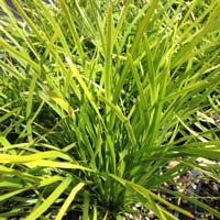 Lomandra Longifolia 'Lime Tuff' - 2L