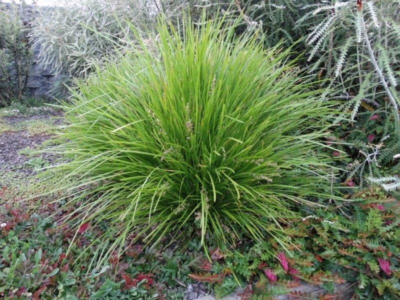 Lomandra Longifolia 'Lime Tuff' - 2L