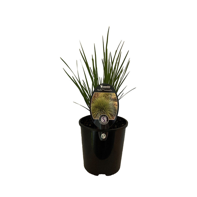 Lomandra Nyalla - 1.9L