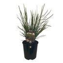 Lomandra Tanika - 1.9L