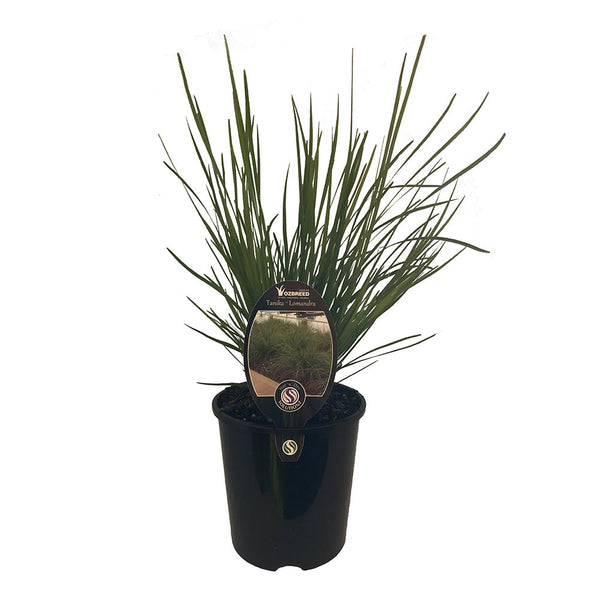 Lomandra Tanika - 1.9L