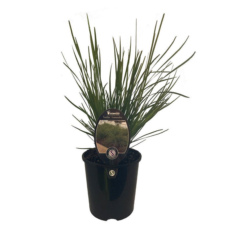 Lomandra Tanika - 1.9L