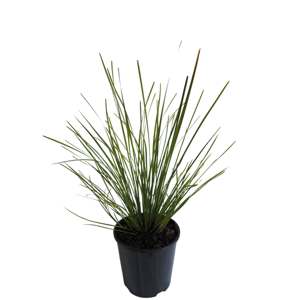 Lomandra Tanika 1.25L
