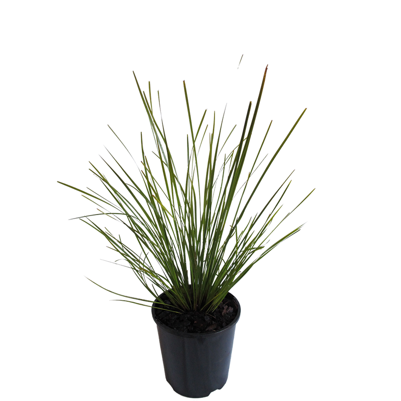Lomandra Tanika 1.25L