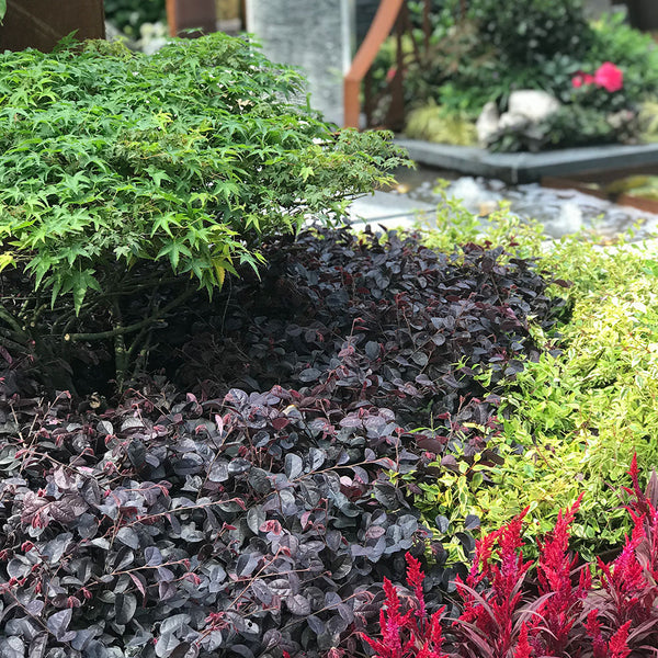 Loropetalum Firedance - 3.5L
