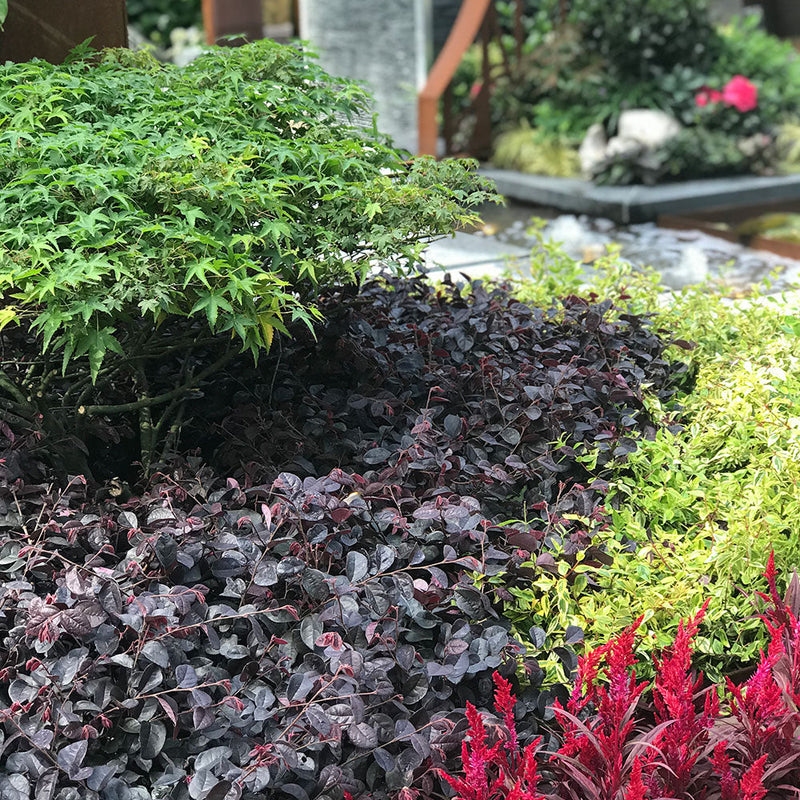 Loropetalum Firedance - 3.5L