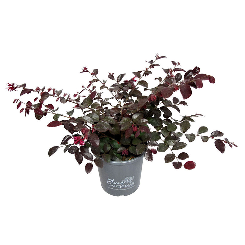 Loropetalum Purple Pixie - 2.4L