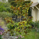Magnolia Little Gem - 3.5L