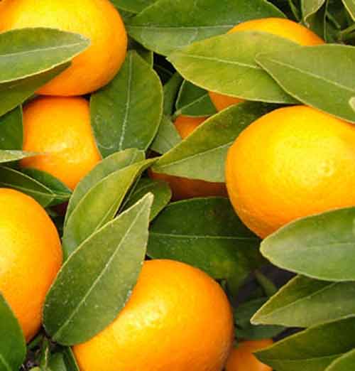 Mandarin Encore - 25L
