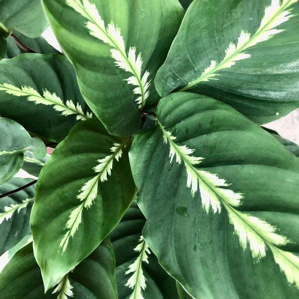 Calathea Mauiqueen - 14CM