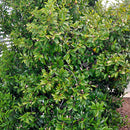 Michelia Figo - 3.5L